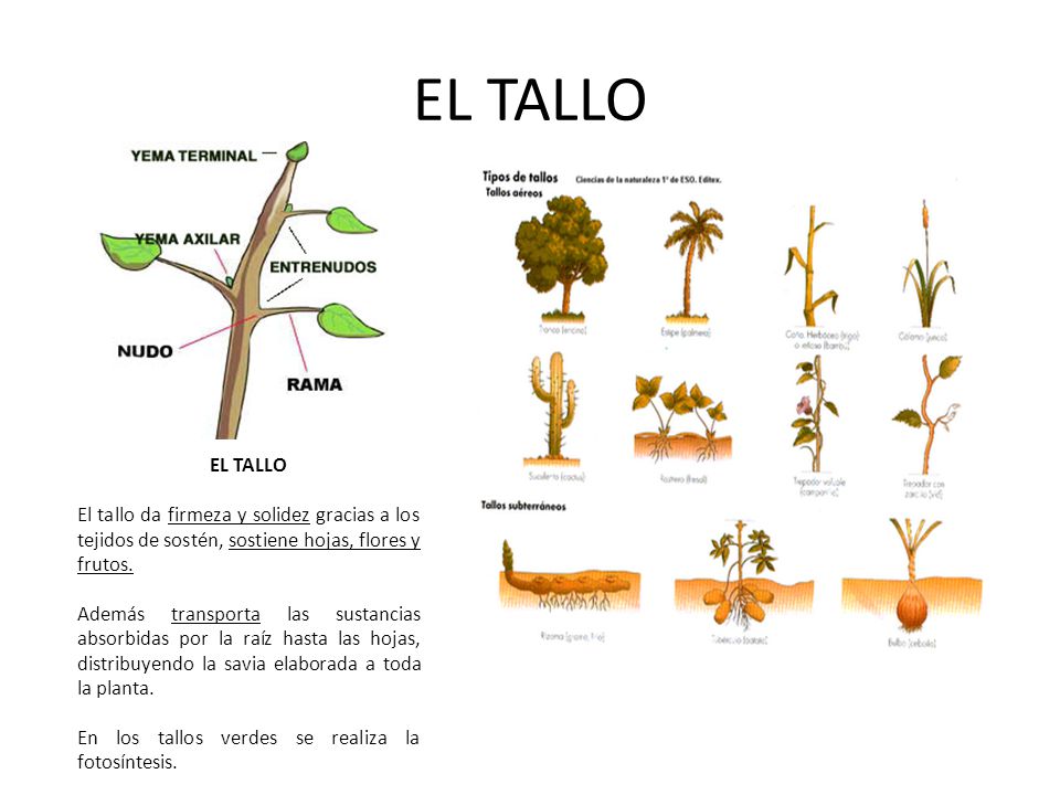 El Bosque un aula de naturaleza ppt video online descargar